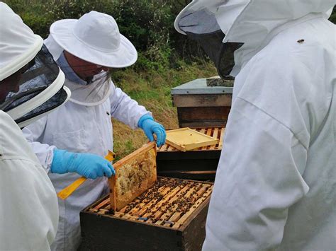 Beekeeping Courses - Ulster Beekeepers Association