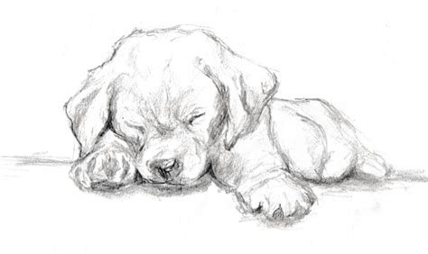 Quick Graphite Sketch of a Labrador Puppy | Animal drawings, Dog drawing, Sketches