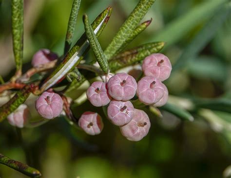 Bog Rosemary | Andromeda polifolia