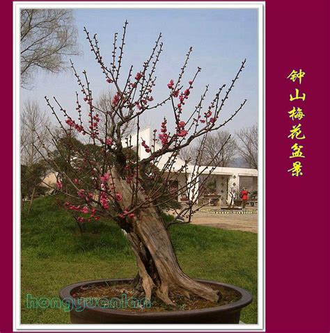 Plum bonsai | Bonsai, Plants, Tree