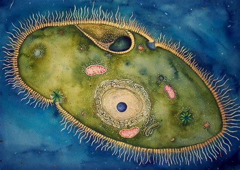 paramecium _ Wow, what a great image. | Microscopy art, Microscope art, Cells and tissues