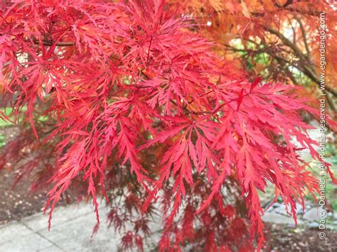 Acer palmatum 'Seiryu'