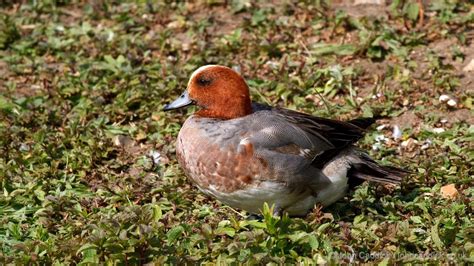 Eurasian Wigeon adult male - John Caddick | John Caddick