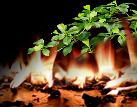 Fire Retardant Regulations and Artificial Plants - Commercial Silk