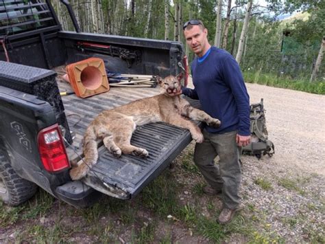 Colorado Hunter Survives Mountain Lion Attack by Fighting Back with ...