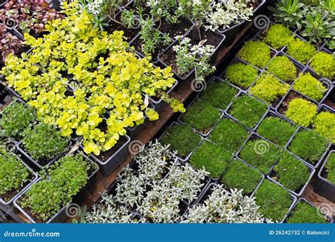 Seedlings nursery stock photo. Image of natural, green - 26242732