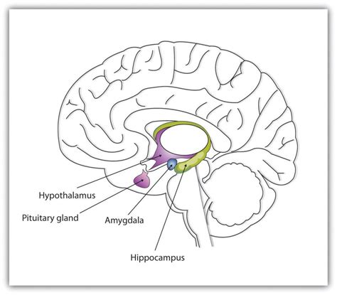 7.1 Emotions and Intelligence – Conflict Management