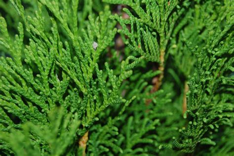 Thuja Tree Wallpapers (33+ images inside)