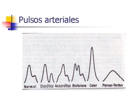 Pulsos arteriales y venosos Dr Jorge Arauz Ch