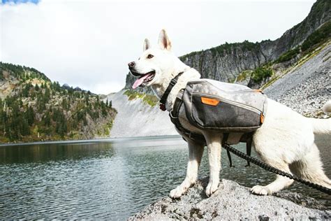 How to Find the Best Dog Friendly Camping in the US - Getaway Couple