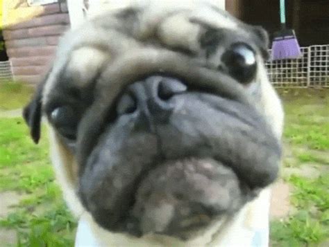 Sign in to StumbleUpon | StumbleUpon.com | Pugs funny, Pugs, Cute pugs