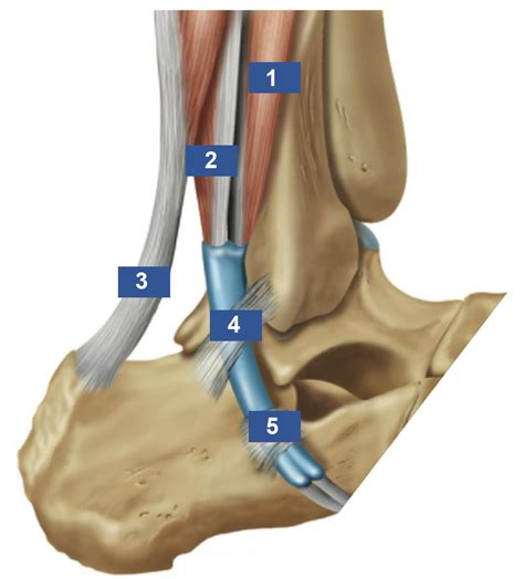 Peroneal Tendon Foot Anatomy