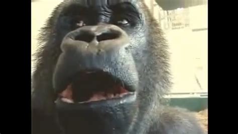 Surprised Gorilla - YouTube