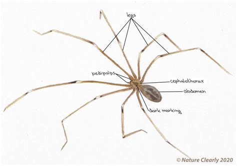 Long body cellar spider facts - verticalfity