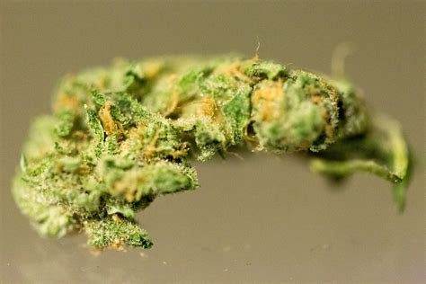 High THCV Strains Every Stoner Should Try - MjSeedsCanada