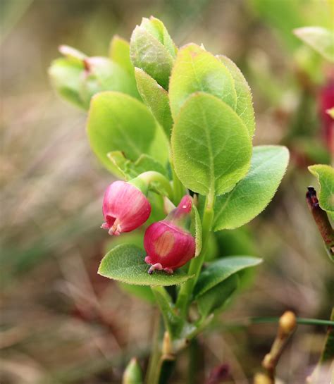 Vaccinium myrtillus. Bilberry. | Flora, Ericaceae (Ericas)