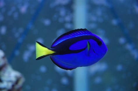 Canreef Tank of the Month - November 2007 | Angel fish, Fish pet, Fish store