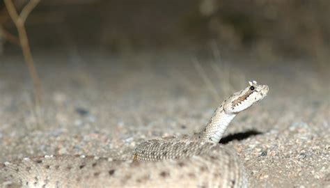 Sidewinder Snake Adaptations | Sciencing