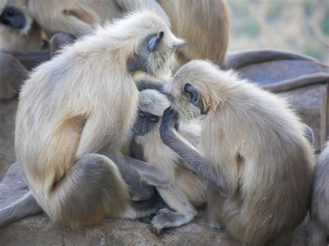 Indian Gray Langur Hanuman Monkeys Troops Resting on Mountain Stock ...