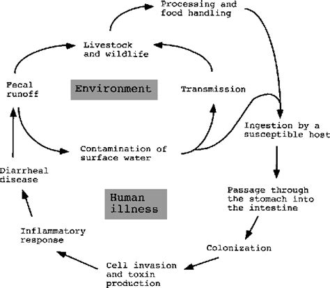 Figure 2 from The pathogenesis of Campylobacter jejuni-mediated ...