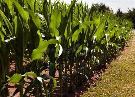 Corn stalks in a cornfiled stock image. Image of field - 98753177