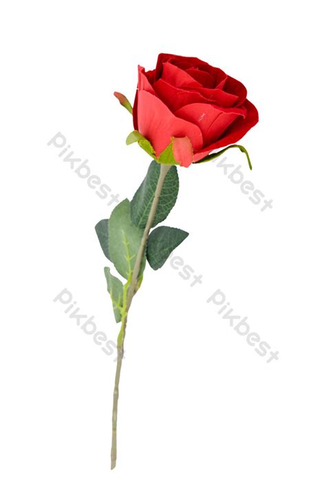 Red Rose Flower Branch PNG Images | RAW Free Download - Pikbest