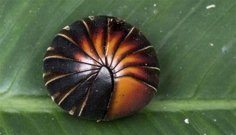 Meet The Roly Poly (aka Pill Bug) & Learn Its Roles In The Garden ...