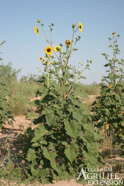 Plants of Texas Rangelands » Common sunflower, Annual sunflower