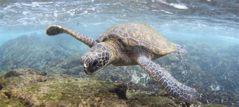 Turtles, Tourism, and Traffic—Keeping Hawaiʻi Honu Safe | NOAA Fisheries