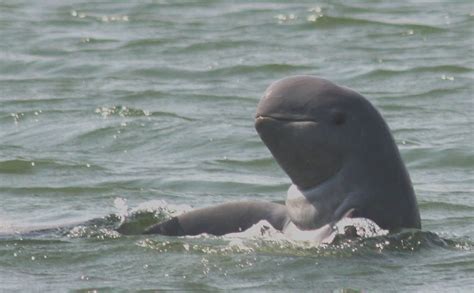 Irrawaddy dolphin - Whale & Dolphin Conservation Australia