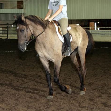 All About Black Buckskin Horses | LearningHorses.com