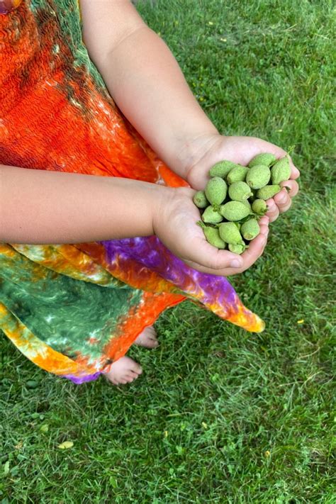 Foraging Green Walnuts (& Green Walnut Recipes) — Practical Self Reliance