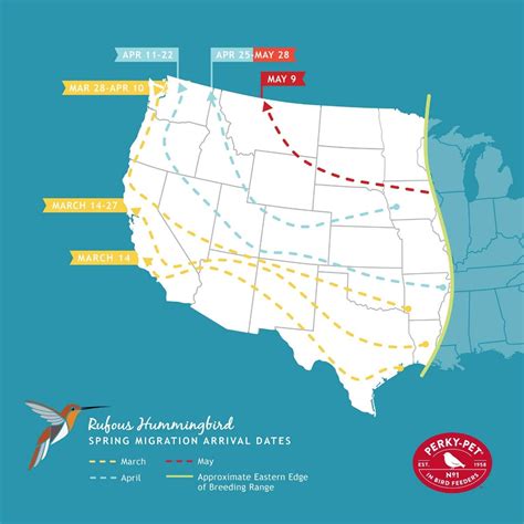 All about Rufous Hummingbirds: Migration and more!