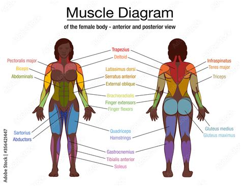 Muscle diagram, most important muscles of an athletic black man, anterior and posterior view ...