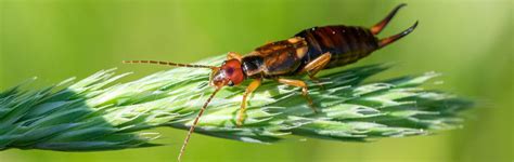 Can earwigs cause infestations? – Dr. Killigan's