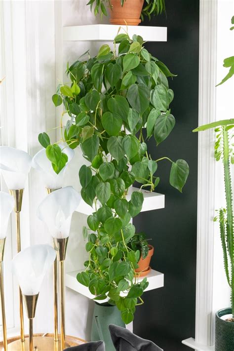 Heartleaf-Philodendron-Care-7 - By Brittany Goldwyn | Live Creatively