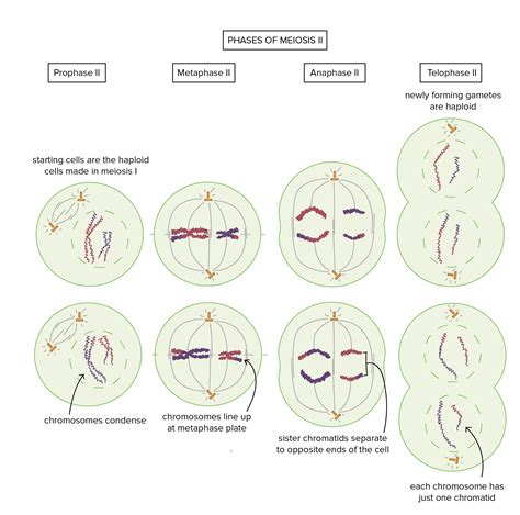 Stages Of Meiosis Microscope