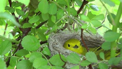 Yellow Warbler Nesting - YouTube