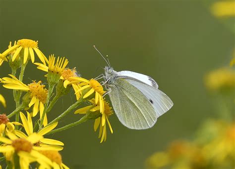 Small White Butterfly female Tayock 31 8 2023 1a | Alex M Shepherd | Flickr