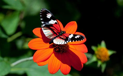 butterfly :) | Fotografia da natureza, Arte de borboleta, Lindas borboletas