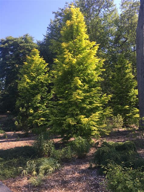 'GOLD RUSH' DAWN REDWOOD - Bayard Cutting Arboretum