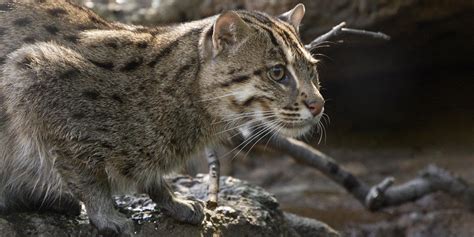 Fishing cat | Smithsonian's National Zoo and Conservation Biology Institute