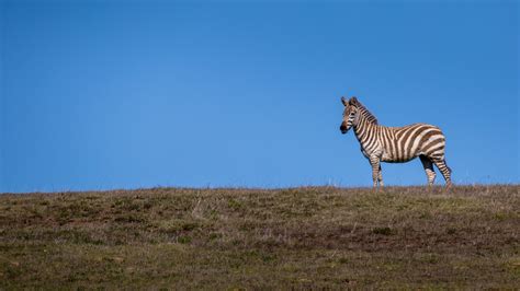 Why California has wild zebras