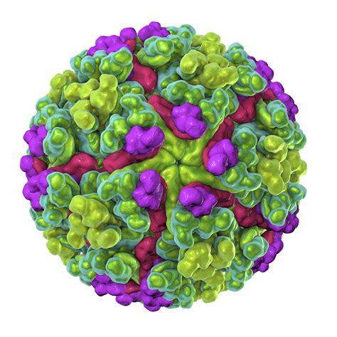 Japanese Encephalitis Virus VLP - The Native Antigen Company