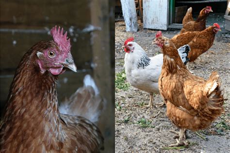 What Is the Difference Between ISA Brown and Hyline Chickens? - Farmpertise