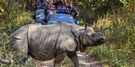 Jungle Safari in Chitwan National Park Cost, Itinerary, Details, Time, Entry Fee