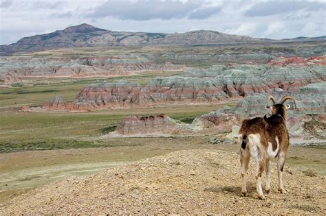 The Red Desert, Wyoming Photograph by Karl Schatz - Fine Art America