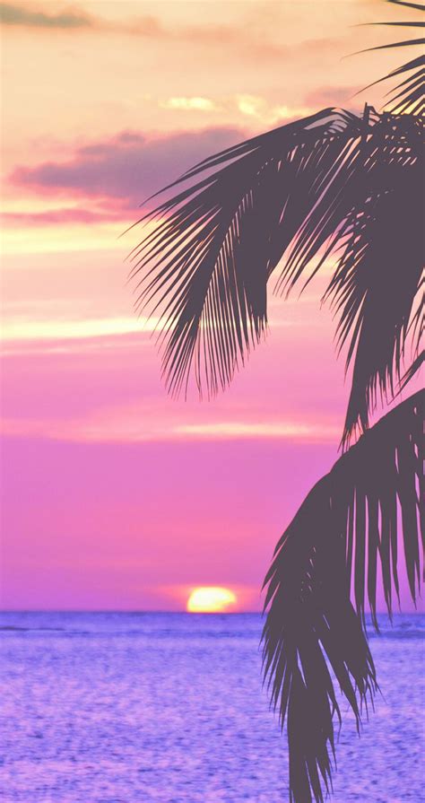 Pink Palm trees | Wallpaper iphone summer, Tree wallpaper iphone, Palm ...