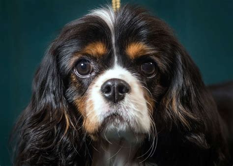 New Study Indicates Dogs Mourn the Death of Their Canine Companions