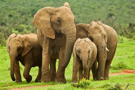 Adorable baby animals pictured with their families